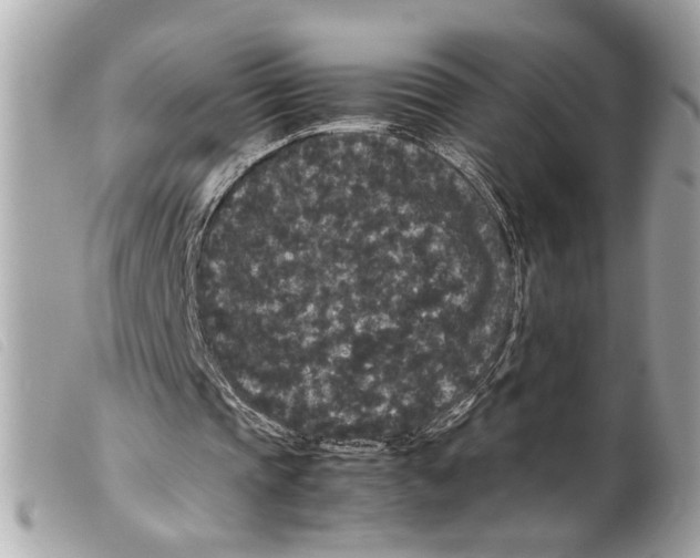 X0000099310337200805301159