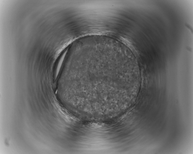 X0000099310346200805301159