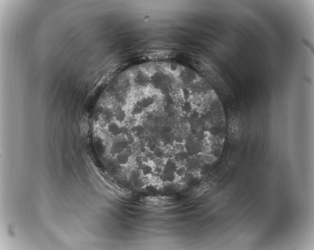 X0000099310367200805301159