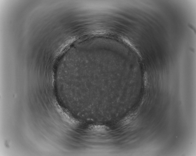 X0000099310637200805301155