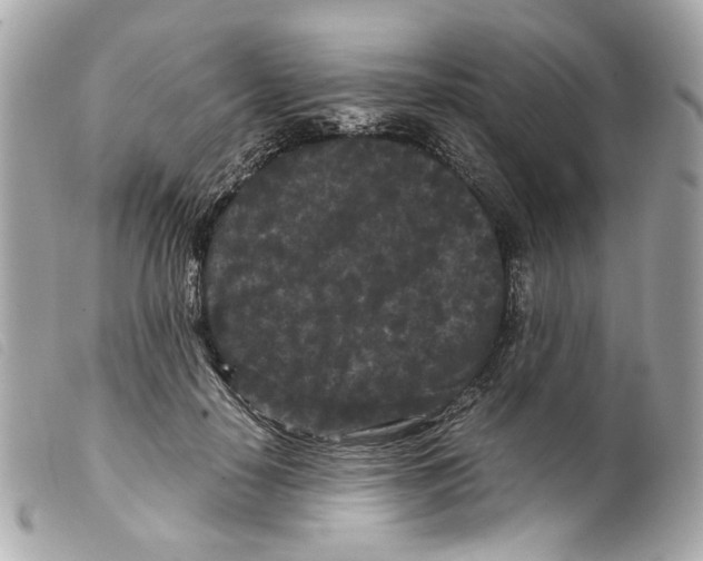 X0000099310650200805301155