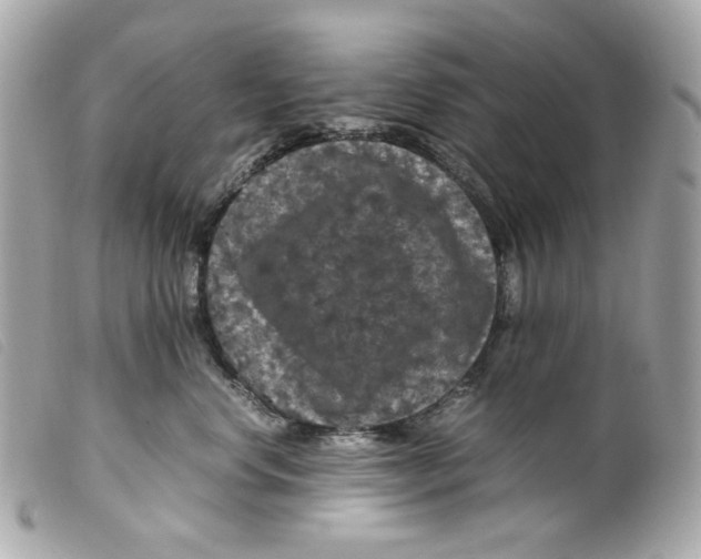 X0000099310668200805301155