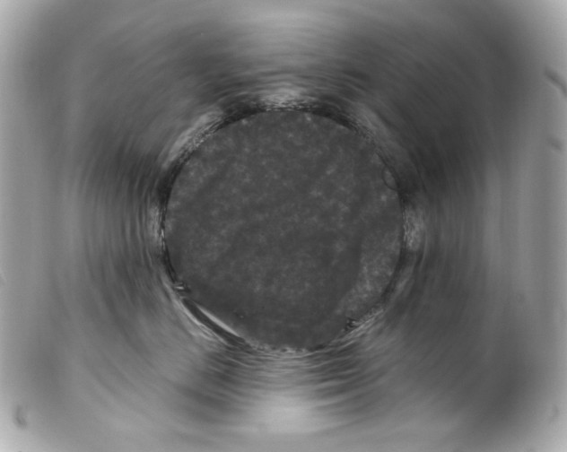 X0000099310670200805301155