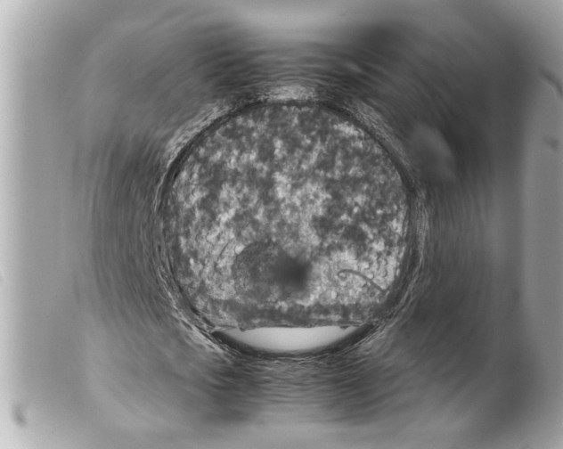 X0000099310721200805301153