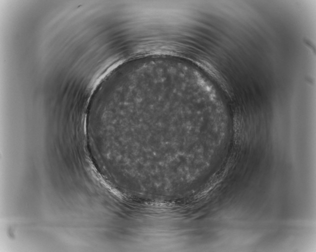 X0000099310790200805301153