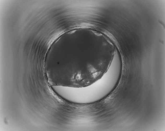 X0000099310850200805301153