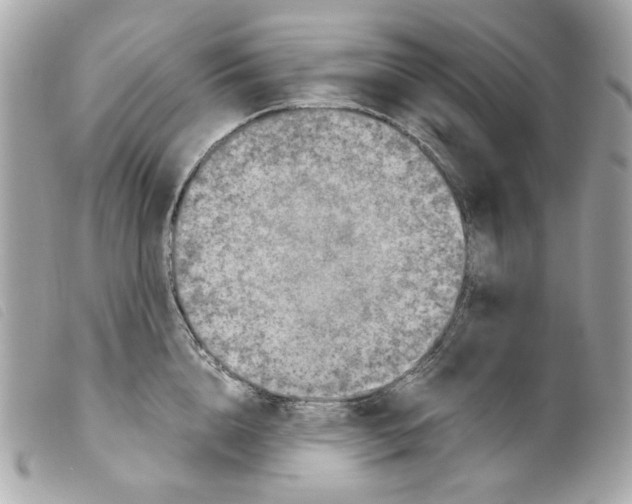 X0000099310856200805301153