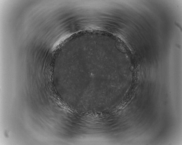 X0000099310919200805301151