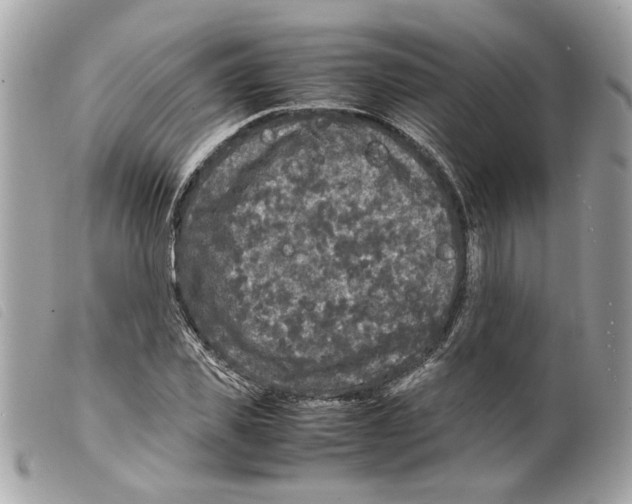 X0000099310925200805301151