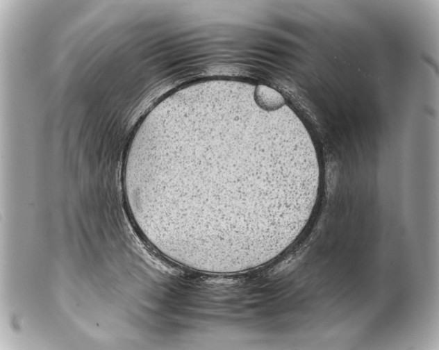 X0000099311033200805301150