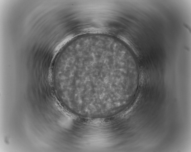 X0000099311074200805301149