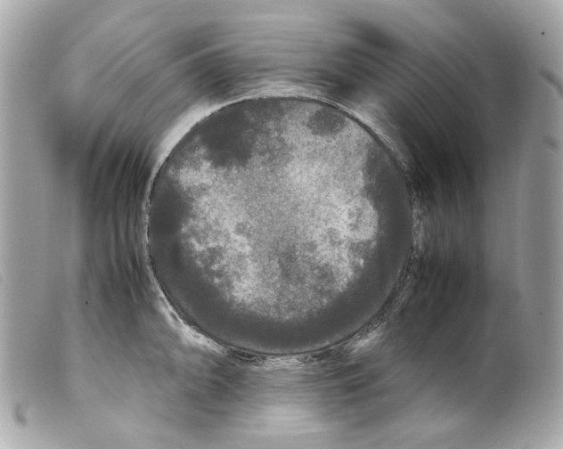 X0000099311094200805301149