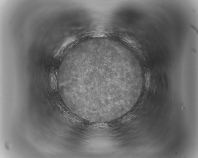 X0000099311446200805301144