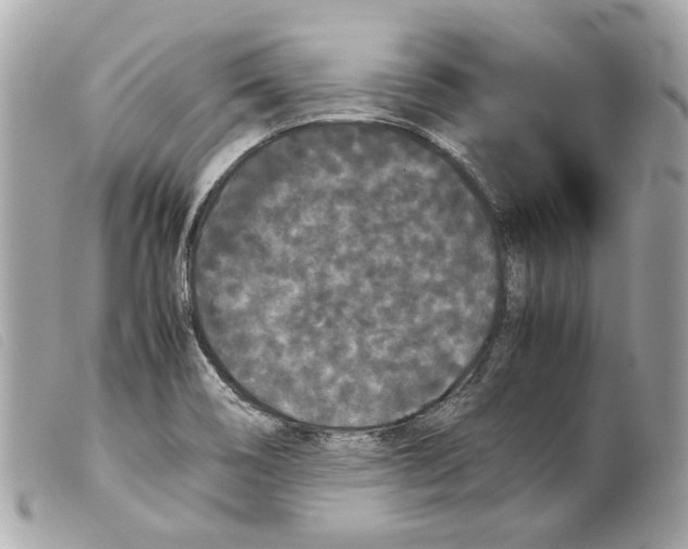 X0000099311466200805301144