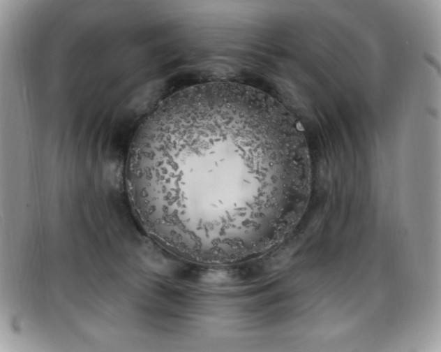 X0000099320177200805021321