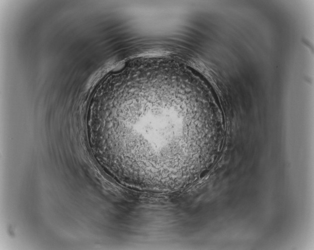 X0000099320337200805021318