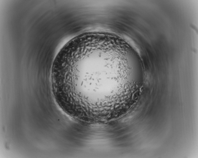 X0000099320863200805021312