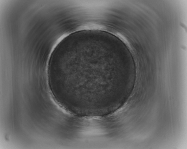 X0000099320864200805021312