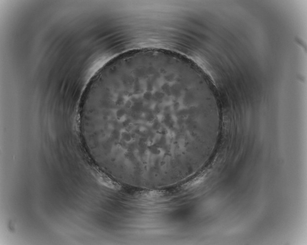 X0000099320879200805021311