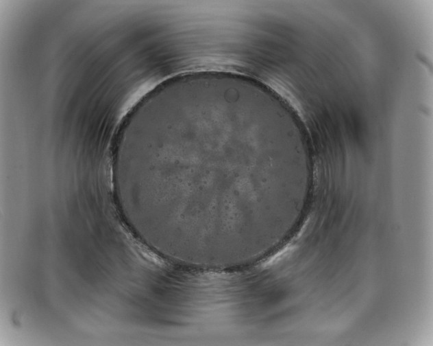 X0000099320925200805021310
