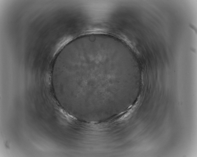 X0000099321405200805021303