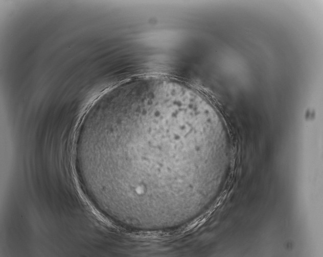 X0000099320049200805091051