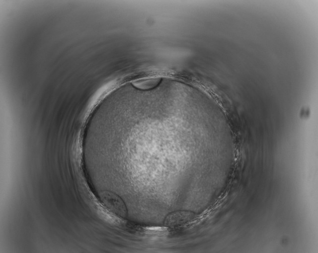 X0000099320053200805091051