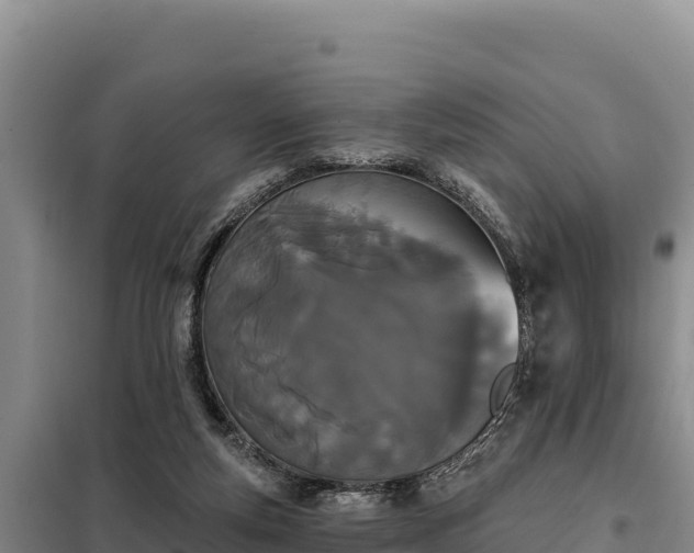 X0000099320163200805091049