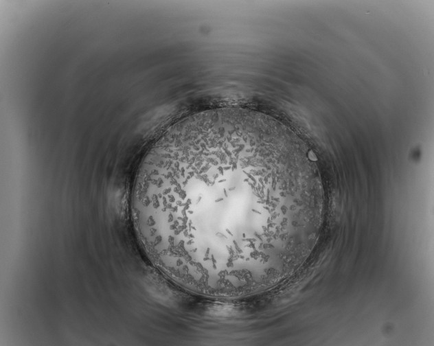 X0000099320177200805091050