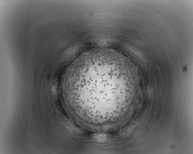 X0000099320181200805091050