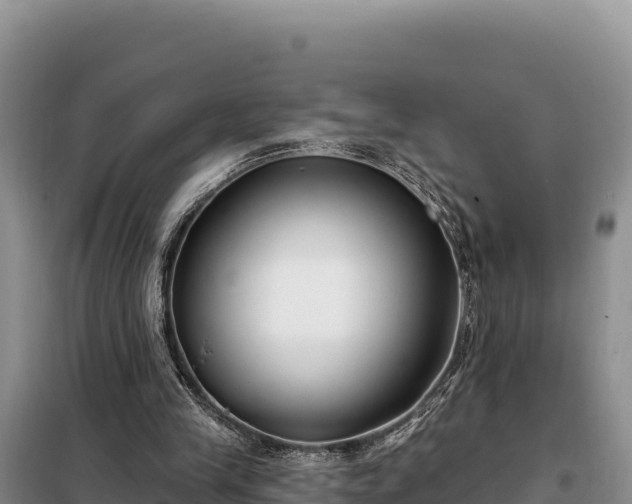 X0000099320245200805091048