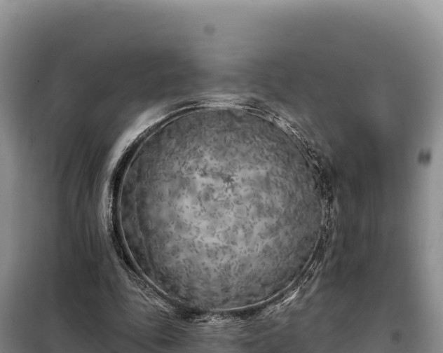 X0000099320343200805091046