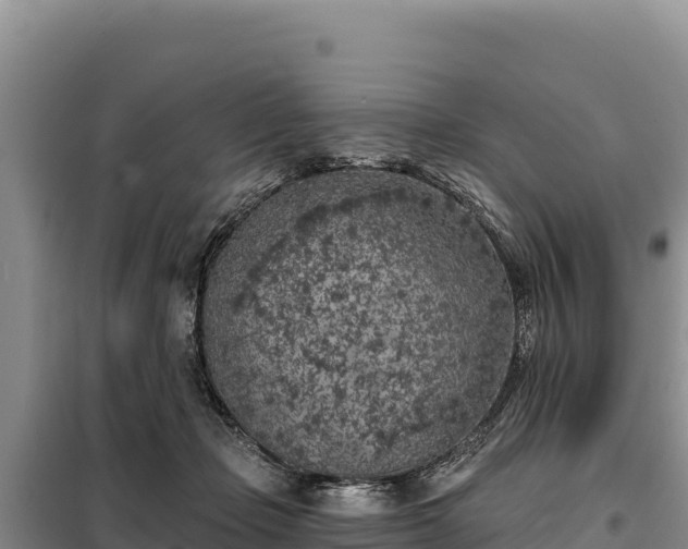 X0000099320365200805091047