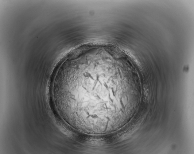 X0000099320487200805091045