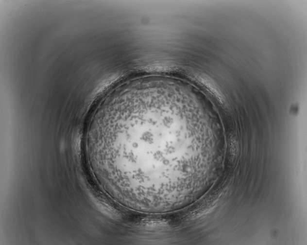 X0000099320491200805091045