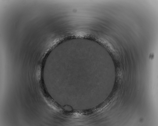 X0000099320496200805091045