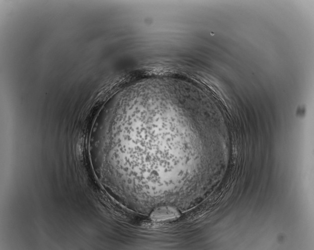 X0000099320503200805091045