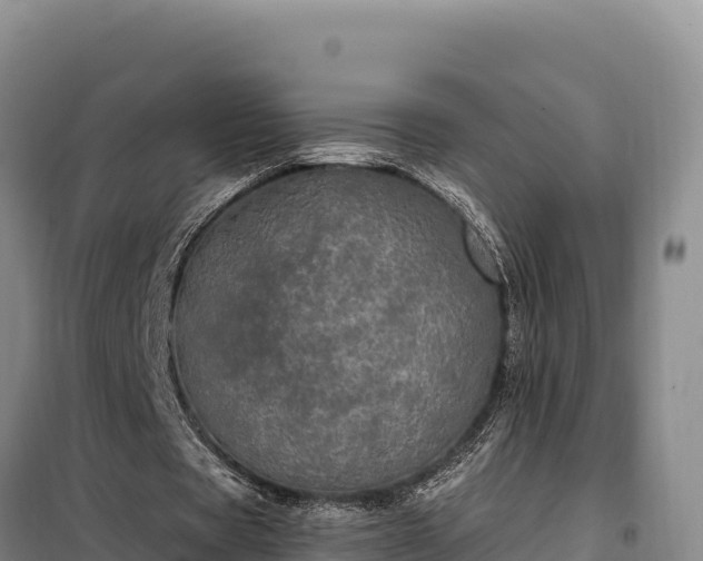 X0000099320529200805091044