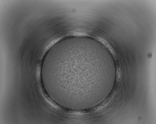 X0000099320533200805091044