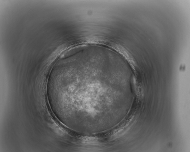 X0000099320577200805091044