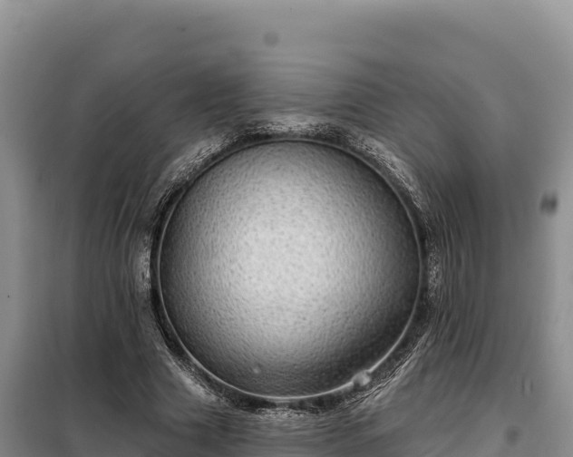 X0000099320633200805091042