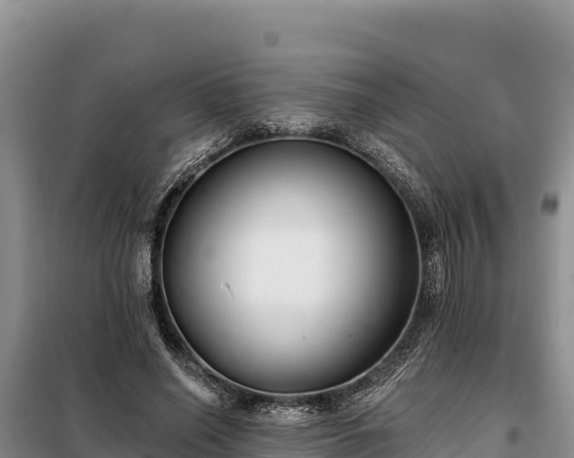 X0000099320638200805091042