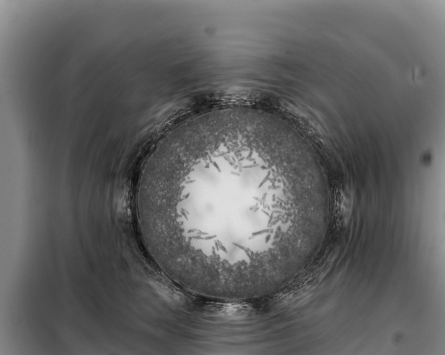 X0000099320663200805091042