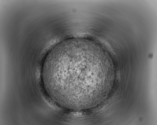 X0000099320687200805091042