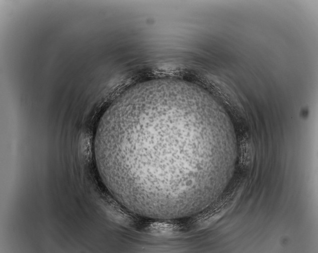 X0000099320699200805091041