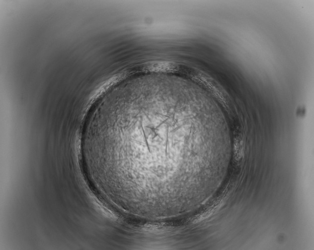X0000099320725200805091040