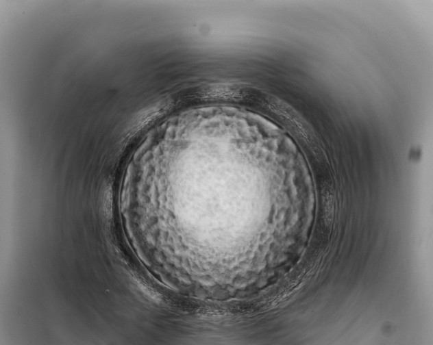 X0000099320729200805091040