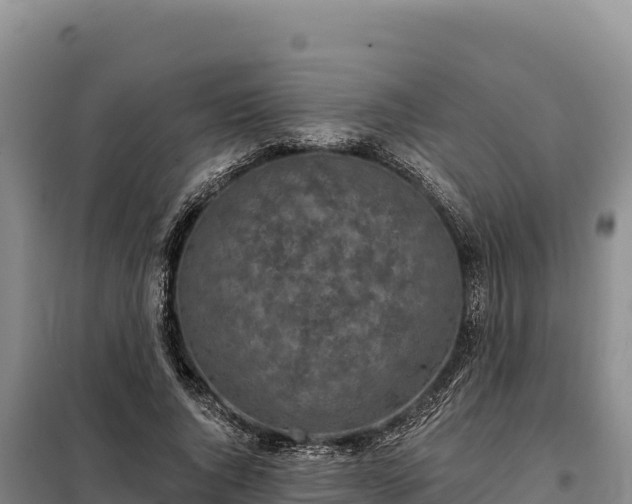 X0000099320736200805091041