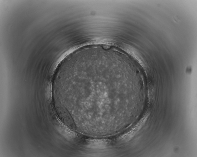 X0000099320781200805091040