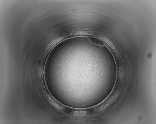 X0000099320793200805091040